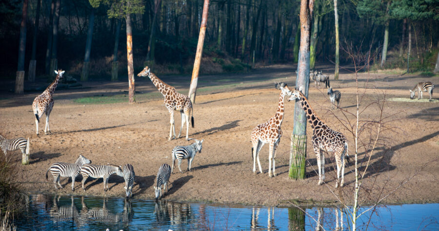 Samen Schakelen